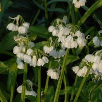 Allium tuberosum  Photo: J. Amand